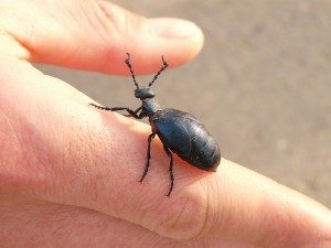 blue-black-oil-beetle-6126_640.jpg