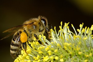 bees-18192_1280.jpg