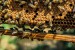 včely na rámečku a zavíčkovaný plod